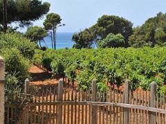 183 D25 BORMES LES MIMOSAS 3_000020